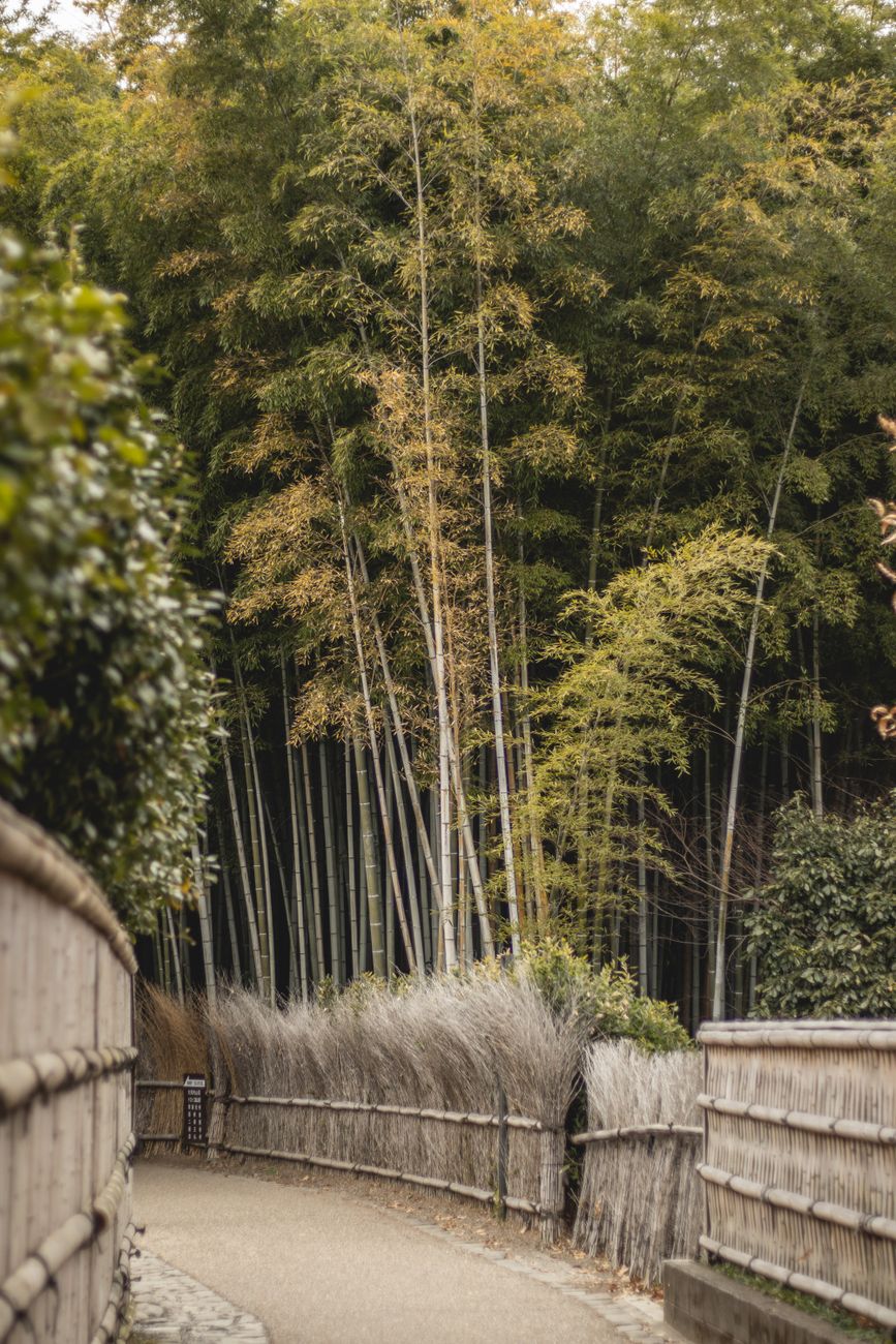 Kyoto tranquil garden and bamboo